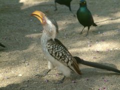 02-Southern Yellow-billed Hornbill